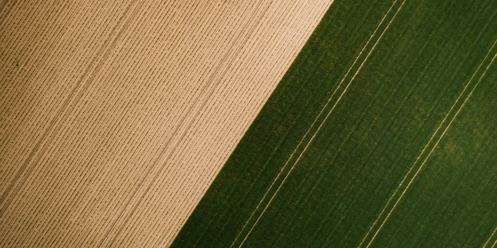 Les Perspectives de Carrière Après un BUT GACO