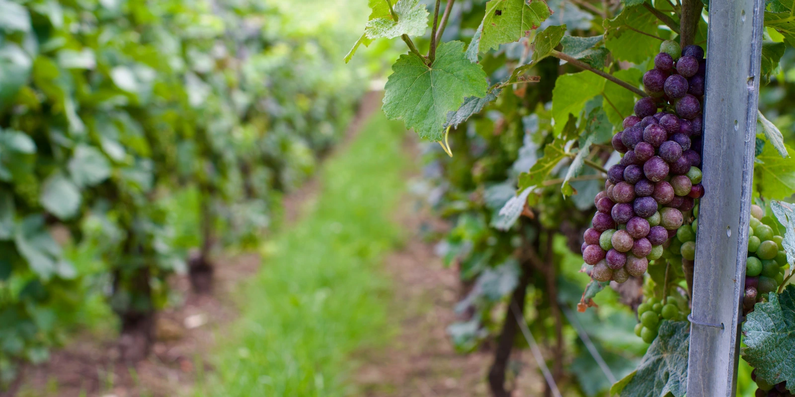 Pourquoi Choisir un BUT GACO à Grenoble Pourquoi Choisir un BUT GACO à Grenoble